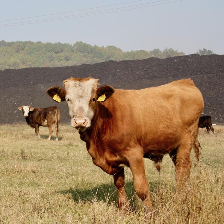 SM Coal pile, Rosia Jiu.jpeg